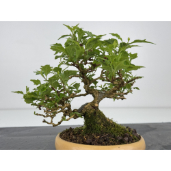 Premna japonica -acer nioi- I-7889 vista 5