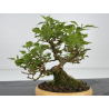 Premna japonica -acer nioi- I-7889 view 5