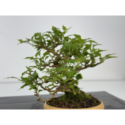 Premna japonica -acer nioi- I-7889 vista 6