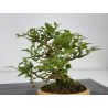 Premna japonica -acer nioi- I-7889 view 6