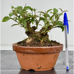 Ligustrum japonica -ibota- I-7273