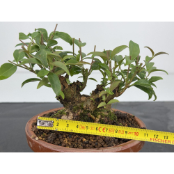 Ligustrum japonica -ibota- I-7273 vista 2