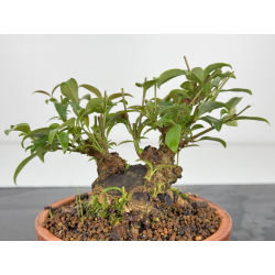 Ligustrum japonica -ibota- I-7273 vista 3