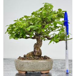 Euonymus alatus I-7892