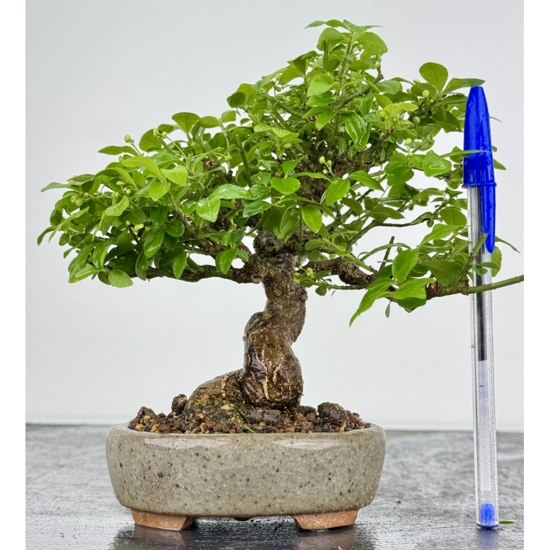 Euonymus alatus I-7892