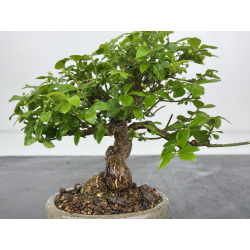 Euonymus alatus I-7892 view 2