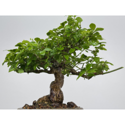 Euonymus alatus I-7892 view 3