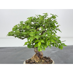 Euonymus alatus I-7892 view 4