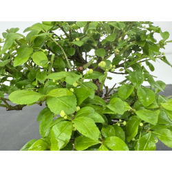 Euonymus alatus I-7892 view 5