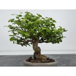 Euonymus alatus I-7892 view 6