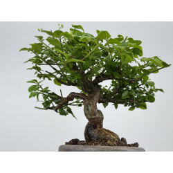 Euonymus -bonetero- alatus I-7892 vista 7