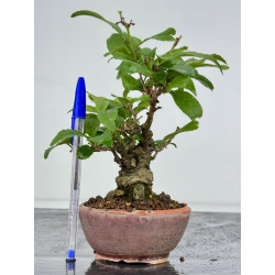 Ilex serrata I-7893