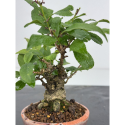Ilex serrata I-7893 view 2