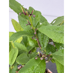 Ilex serrata I-7893 view 3