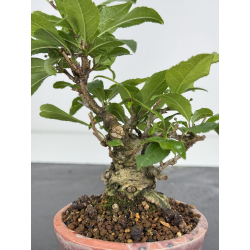 Ilex serrata I-7893 view 4