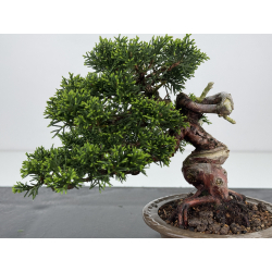 Juniperus chinensis itoigawa I-7894 vista 2