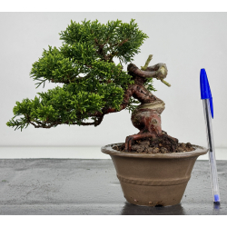 Juniperus chinensis itoigawa I-7894