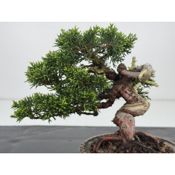 Juniperus chinensis itoigawa I-7894 vista 3