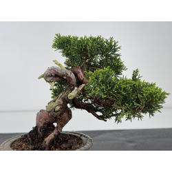 Juniperus chinensis itoigawa I-7894 vista 4