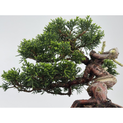 Juniperus chinensis itoigawa I-7894 vista 5