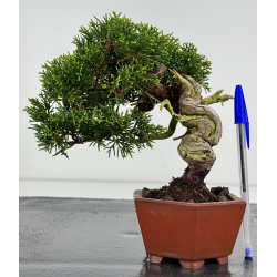 Juniperus chinensis itoigawa I-7895
