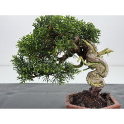Juniperus chinensis itoigawa I-7895 vista 2