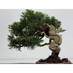 Juniperus chinensis itoigawa I-7895 vista 3