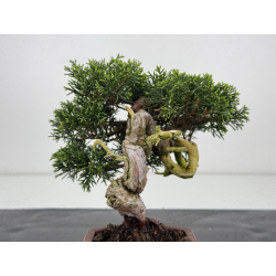 Juniperus chinensis itoigawa I-7895 vista 4