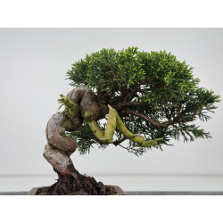 Juniperus chinensis itoigawa I-7895 vista 5