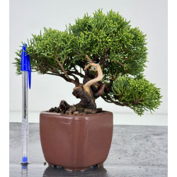 Juniperus chinensis itoigawa I-7896