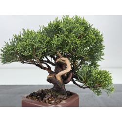 Juniperus chinensis itoigawa I-7896 vista 2