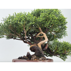 Juniperus chinensis itoigawa I-7896 vista 3