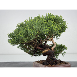 Juniperus chinensis itoigawa I-7896 vista 4