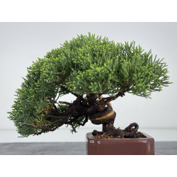 Juniperus chinensis itoigawa I-7896 vista 5