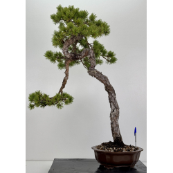 Pinus sylvestris - pino silvestre europeo - I-7897