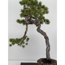 Pinus sylvestris - pino silvestre europeo - I-7897 vista 2