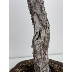 Pinus sylvestris - pino silvestre europeo - I-7897 vista 3
