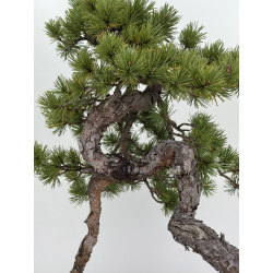 Pinus sylvestris - pino silvestre europeo - I-7897 vista 4
