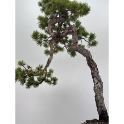 Pinus sylvestris - pino silvestre europeo - I-7897 vista 5