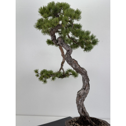 Pinus sylvestris I-7896 view 6