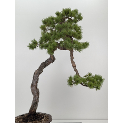 Pinus sylvestris - pino silvestre europeo - I-7897 vista 7