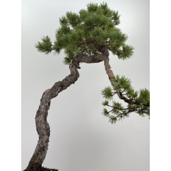 Pinus sylvestris - pino silvestre europeo - I-7897 vista 8