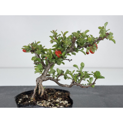 Chaenomeles chojubai I-7898 view 2