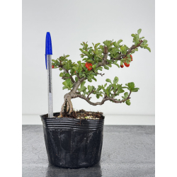 Chaenomeles chojubai I-7898