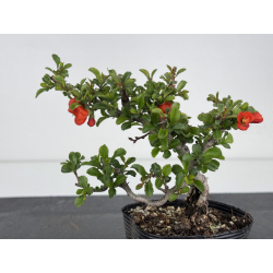 Chaenomeles chojubai I-7898 view 3