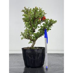 Chaenomeles chojubai I-7899