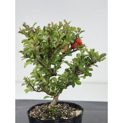Chaenomeles chojubai I-7899 view 2