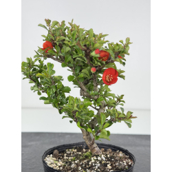 Chaenomeles chojubai I-7899 view 3