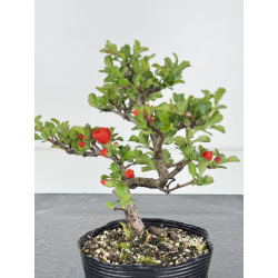 Chaenomeles chojubai I-7900 vista 2
