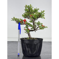 Chaenomeles chojubai I-7900
